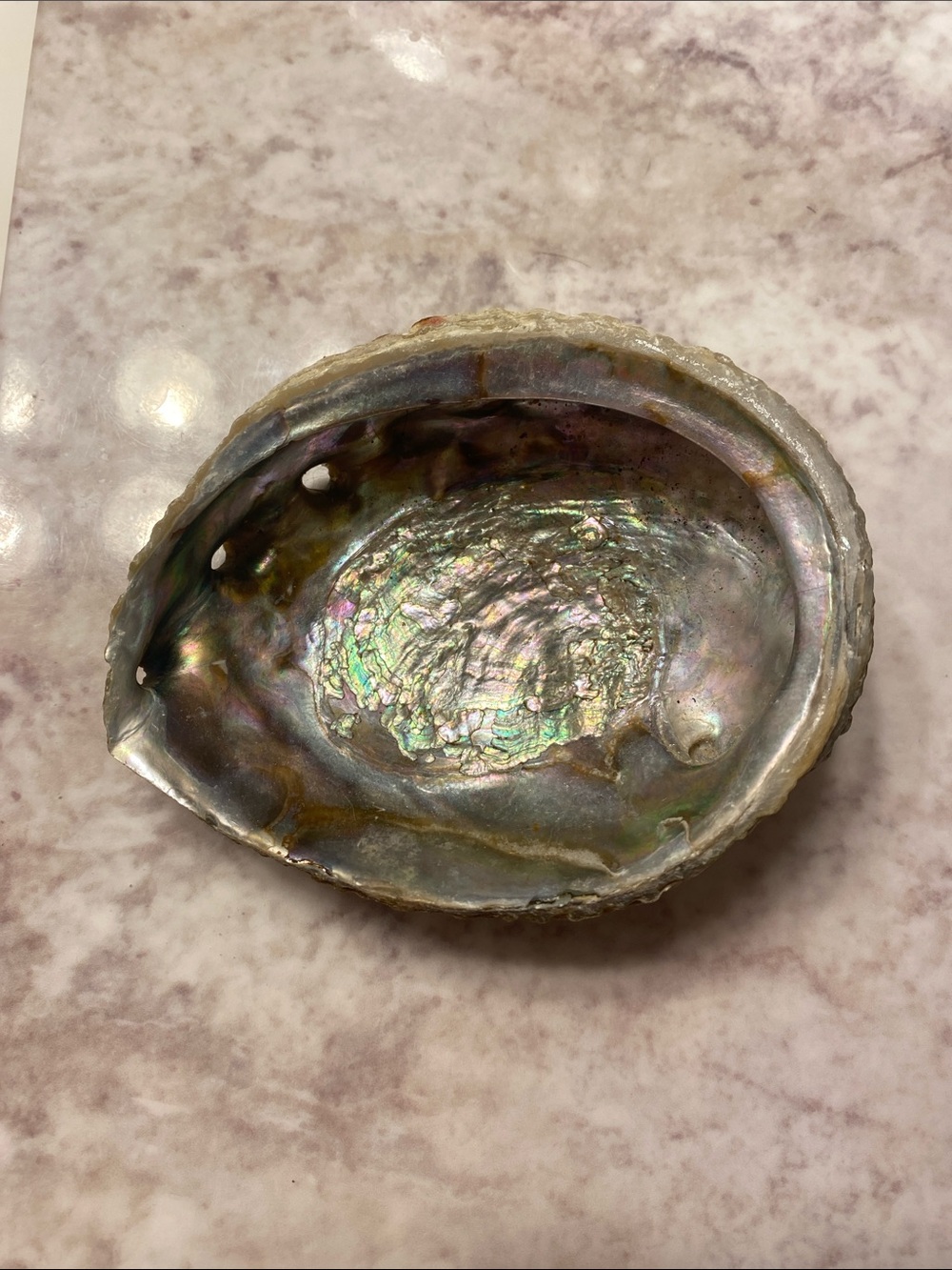 Abalone shell 🐚